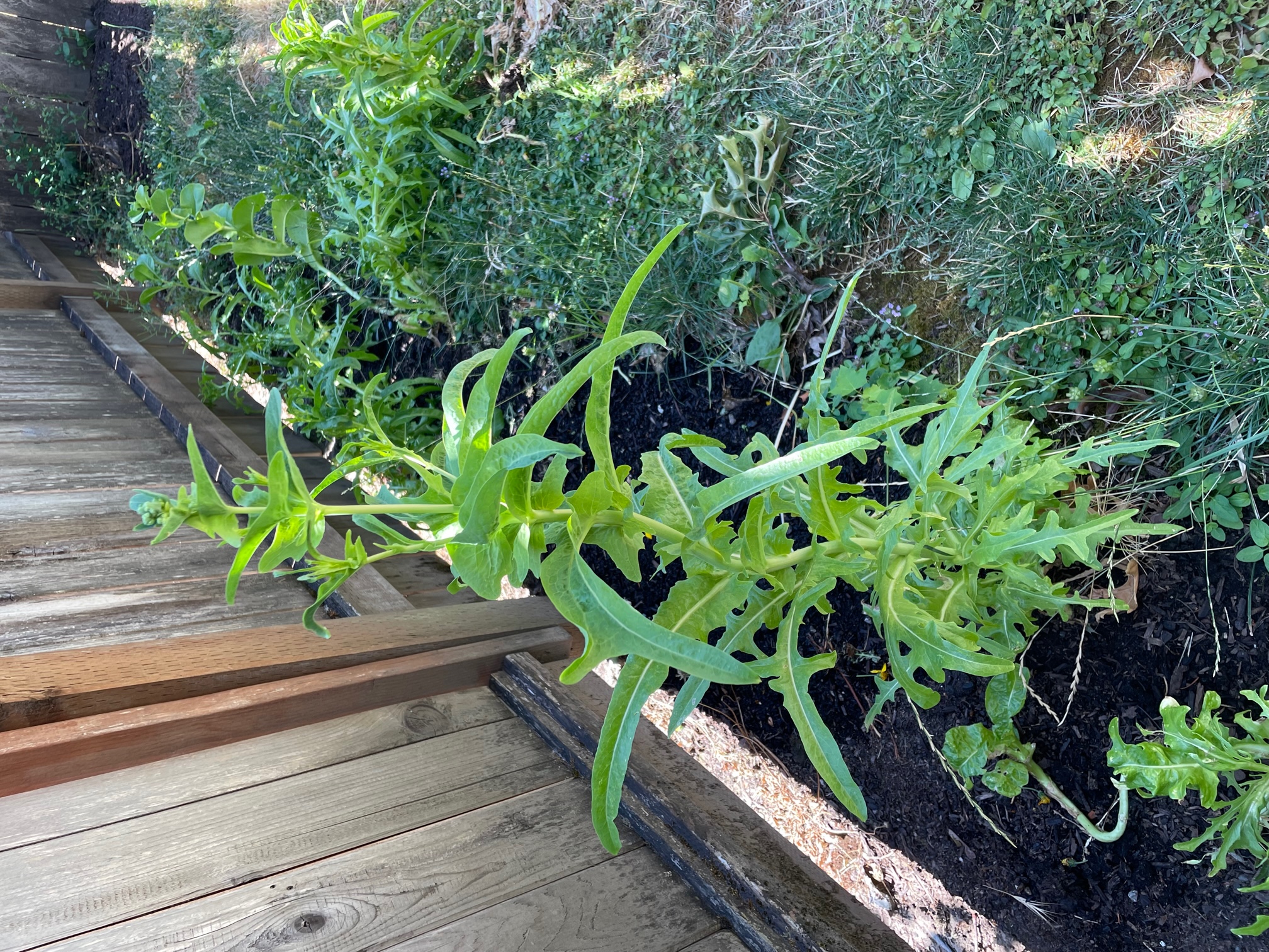 2_boltinglettuce